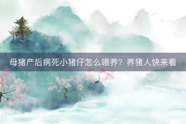母猪产后病死小猪仔怎么喂养？养猪人快来看