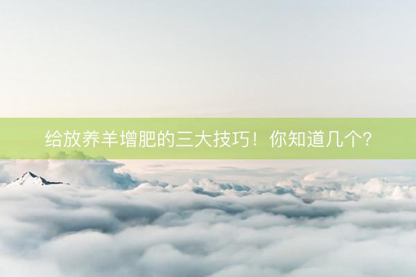 给放养羊增肥的三大技巧!你知道几个?
