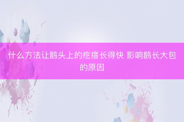 什么方法让鹅头上的疙瘩长得快 影响鹅长大包的原因