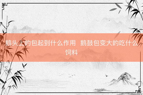 鹅头上的包起到什么作用 鹅鼓包变大的吃什么饲料